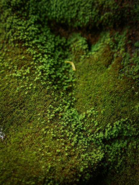 istock Green moss covered the stones in the forrest. 839913782
