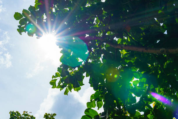 istock sun bean and flare through green leaf with blue sky and clouds. 839914914