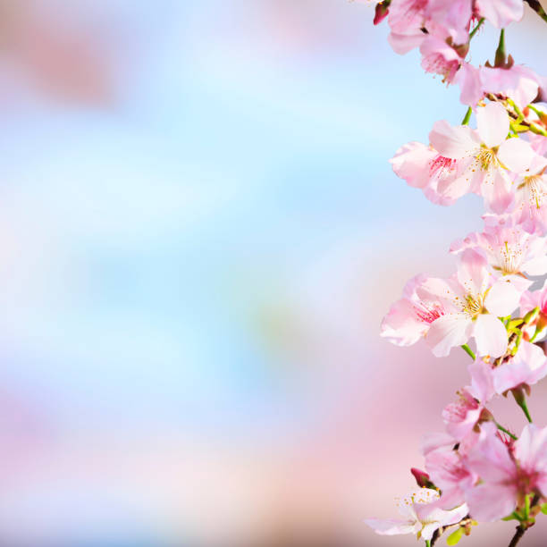 istock realistic sakura cherry branch with blooming flowers with nice background color 839920914