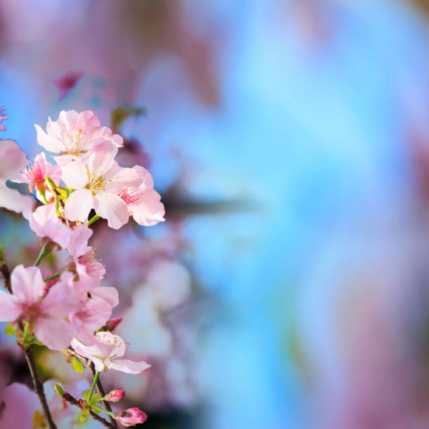 istock realistic sakura cherry branch with blooming flowers with nice background color 839921098