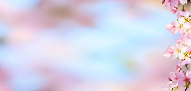 istock realistic sakura cherry branch with blooming flowers with nice background color 839921308