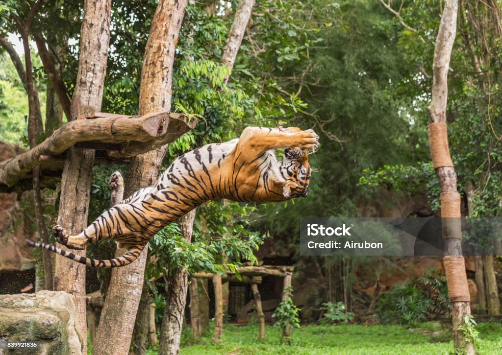 Tiger hungry in action jumping somersault  backward  catch to bait food Tiger hungry in action jumping somersault  backward  catch to bait food in the air Tiger Stock Photo