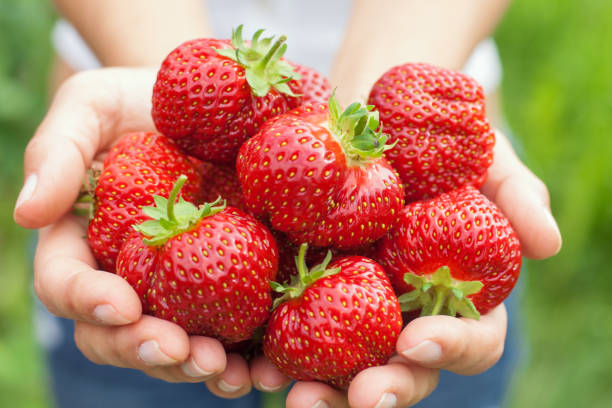 istock Girl with strawberry. 839923508