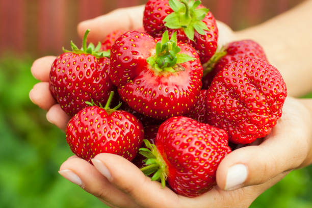 istock Girl with strawberry. 839923908
