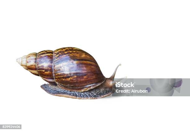 Snail Crawling On White Background Stock Photo - Download Image Now - Animal,  Animal Antenna, Animal Shell - iStock
