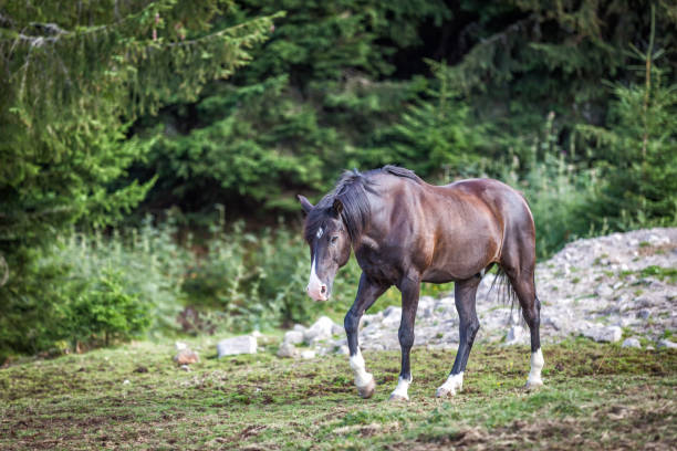 istock Horse in the mountain 839924636