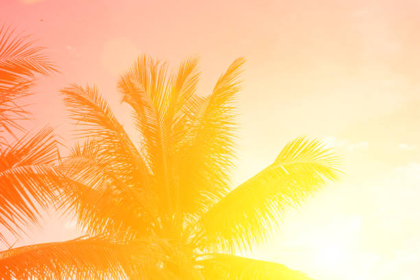 istock Evening sun shines through the coconut in the garden. 839924966