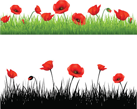 Border With Grass And Poppy, Vector Illustration