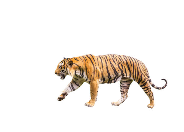 tiger gångavstånd koppla av isolerade på vit bakgrund - sumatratiger bildbanksfoton och bilder