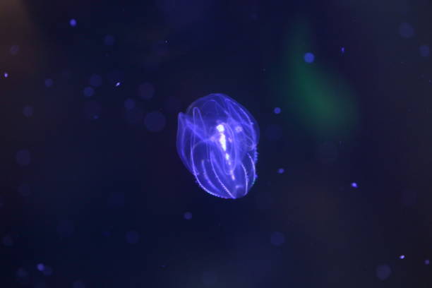 istock Bolinopsis mikado Jellyfish in Japan 839928762