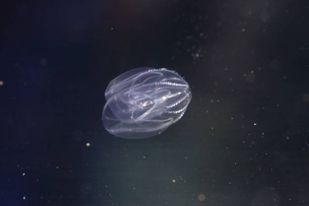 istock Bolinopsis mikado Jellyfish in Japan 839928830