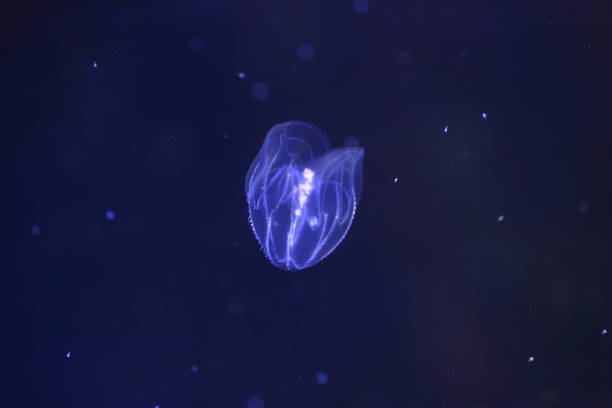 istock Bolinopsis mikado Jellyfish in Japan 839928946