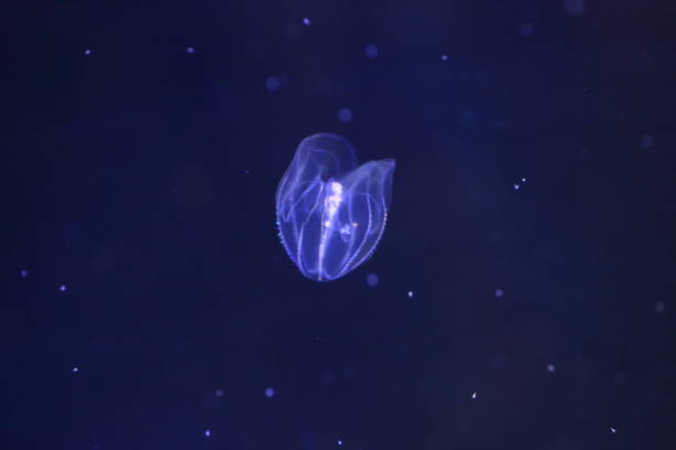 istock Bolinopsis mikado Jellyfish in Japan 839929032