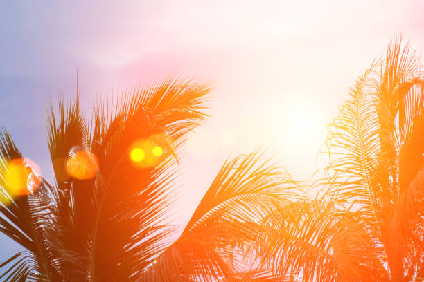 istock Evening sun shines through the coconut in the garden. 839929142