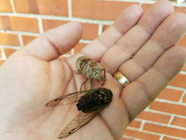 istock cicada and skin in a hand 839932516