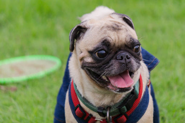 istock Pug dog in the lawn. 839935592