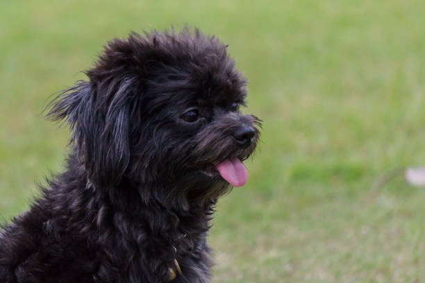 Poodle dog sitting and tongue sticking on the lawn.
