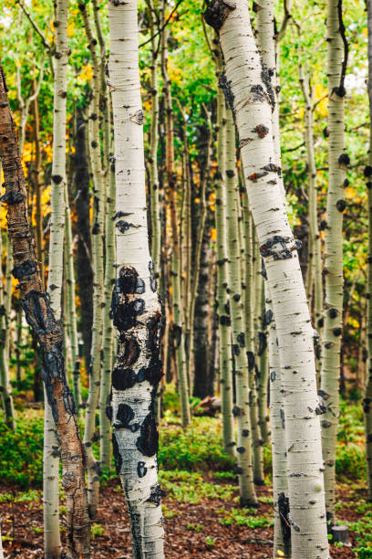 istock Aspen grove with fall foliage. Fall seasonal 839938346