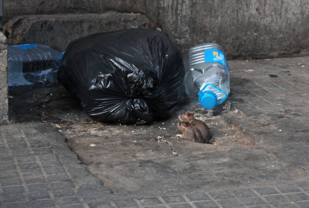 istock Rats in the city - infestation 839938454