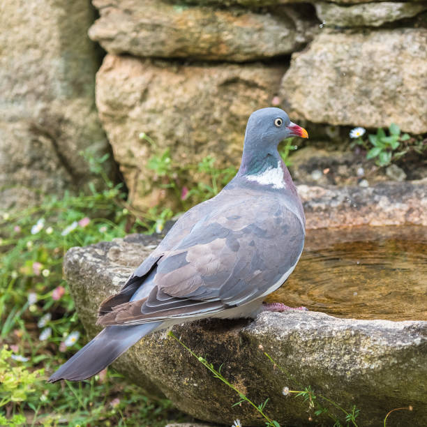 istock Wood pigeon, turtledove 839938764