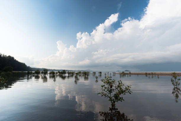 istock mangrove forest, south of thailand 839938964