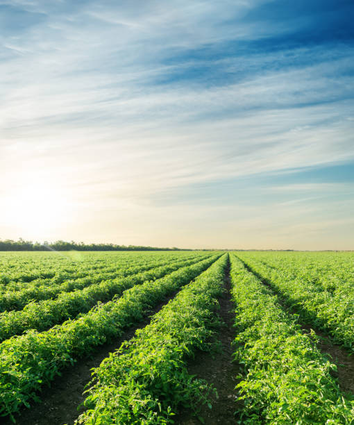 istock sunset over agriculture field with tomatoes 839939184