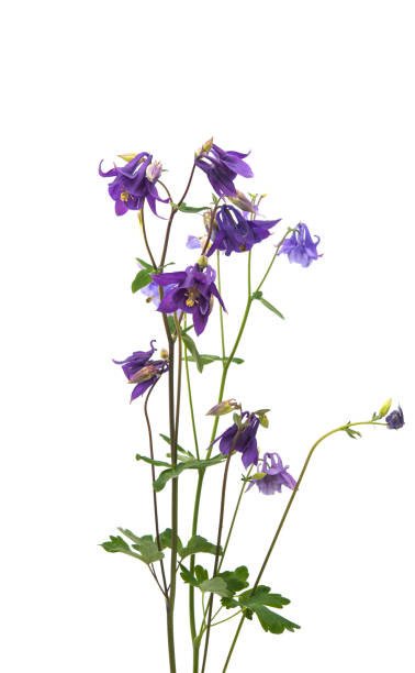 istock aquilegia flower isolated 839939352