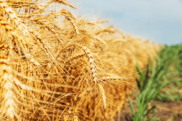 istock wheat spike close-up in the field 839942048