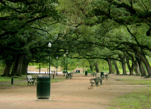 istock Scenic Southern Live Oak Canopy Over Popular Houston Exercise Trail 839945222