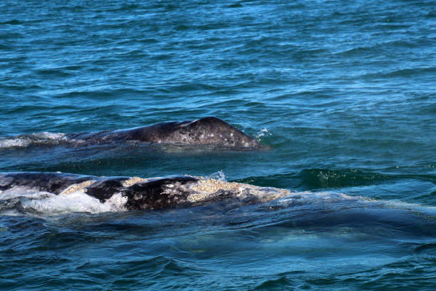 istock Whale Watching Gray Whale-Baja California 839951862