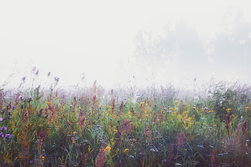 White morning mist over blooming wildflowers in a meadow. Vintage soft filter, selective focus.