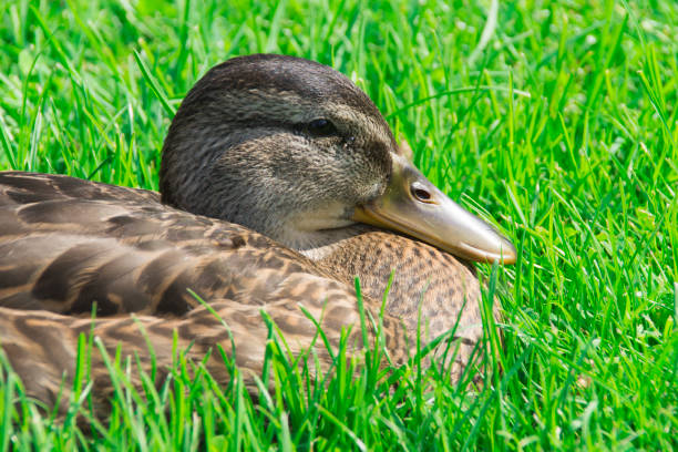 istock femal Mallard or wild duck sitting in the grass 839955634