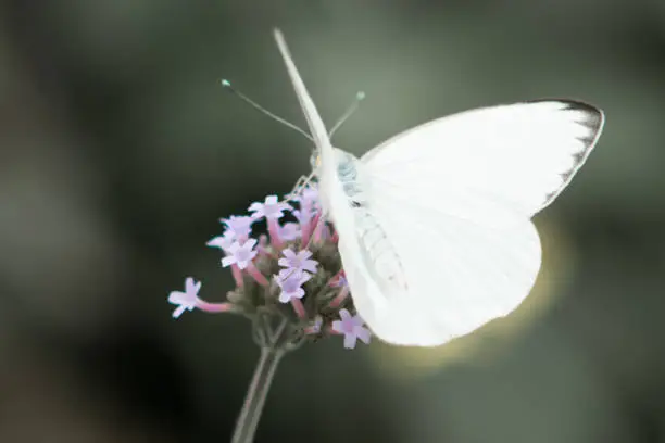 White butterfly on a flower.  Closeup