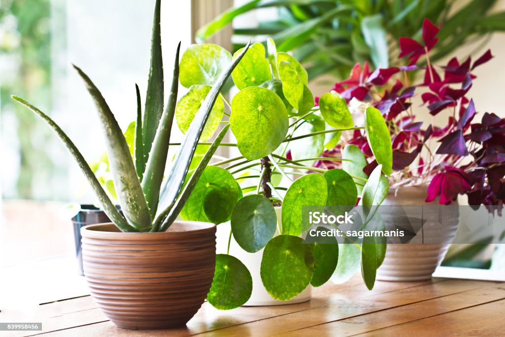 House plant display beside window. Indoor plants display Various lushy house plants  in morning light Houseplant Stock Photo