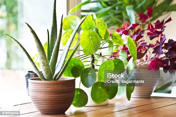 House Plant Display Beside Window Indoor Plants Display Stock Photo - Download Image Now