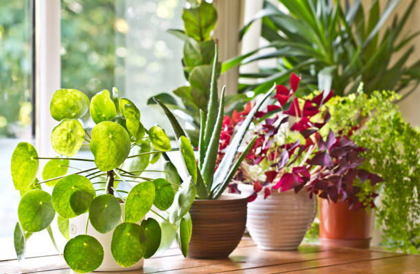 display delle piante in vaso sulla finestra - pianta da appartamento foto e immagini stock