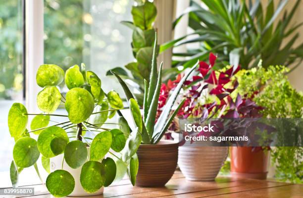 Pot Plants Display On The Window Stock Photo - Download Image Now - Houseplant, Indoors, Potted Plant
