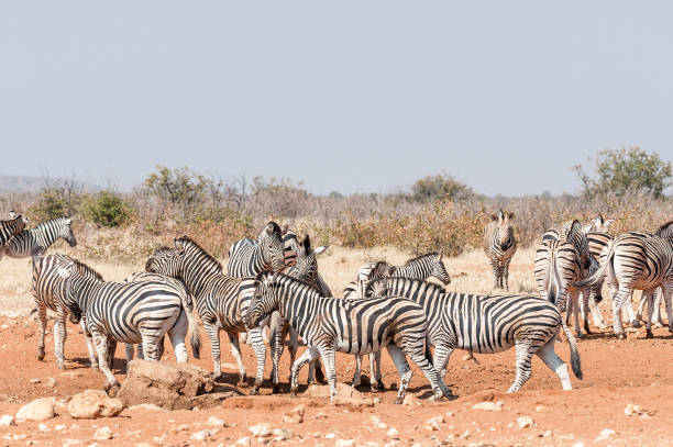 istock Burchells Zebras and Hartmann Mountain Zebras 839962020