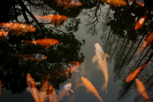gold fish, carp, swimming, orange, reflection