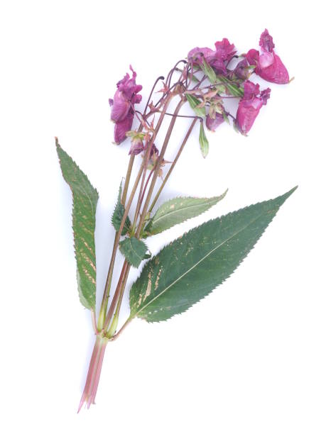 istock Balsam flowers on white background 839966196