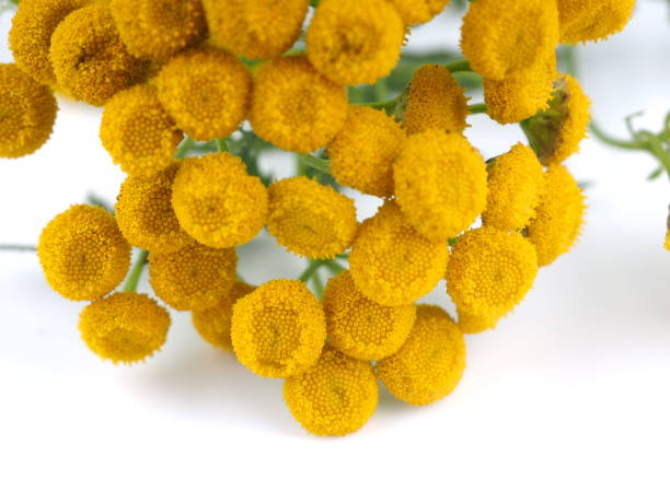 istock Tansy flowers on a white background 839969020