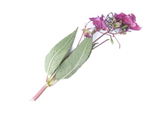 istock Balsam flowers on white background 839969424