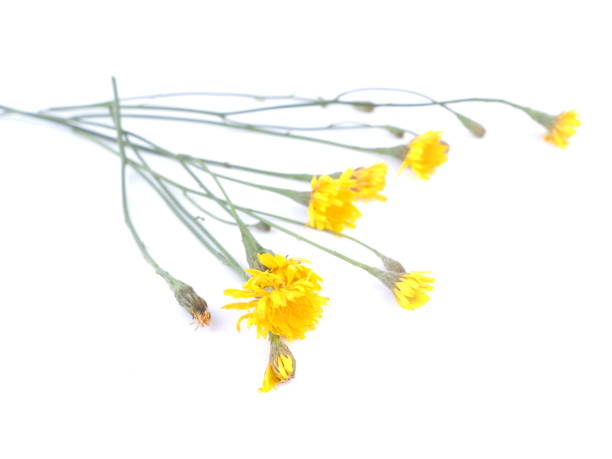 istock St. John's wort flowers on a white background 839969860