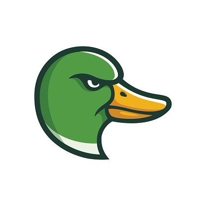 Angry Mallard duck head illustration in cartoon comic style. Sports team mascot.