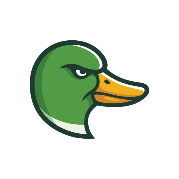 Mallard duck head illustration Angry Mallard duck head illustration in cartoon comic style. Sports team mascot. mallard duck stock illustrations