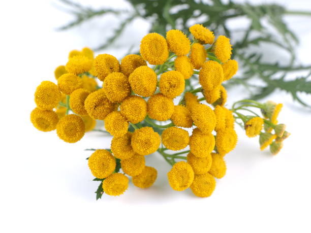 istock Tansy flowers on a white background 839970518