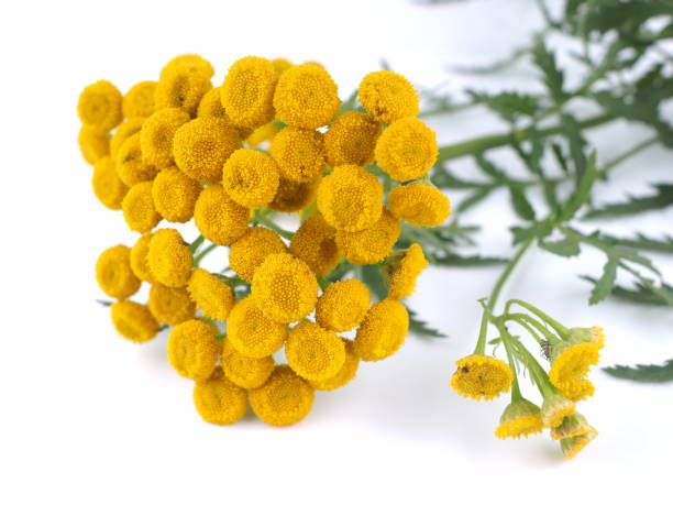 istock Tansy flowers on a white background 839973532