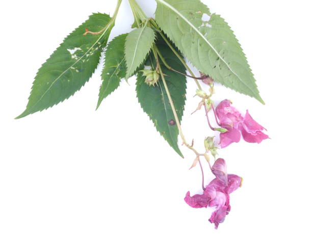 istock Balsam flowers on white background 839973782