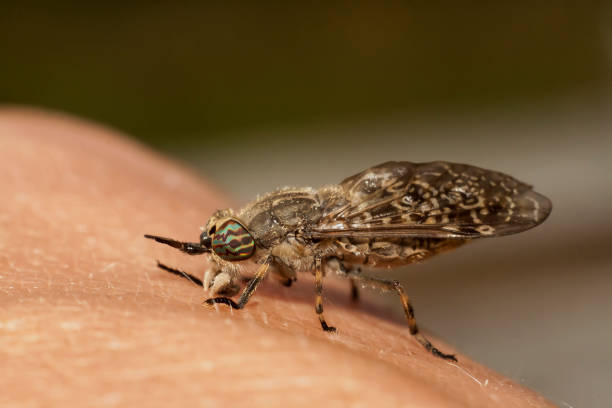 horsefly on hand horsefly on the human hand horse fly photos stock pictures, royalty-free photos & images
