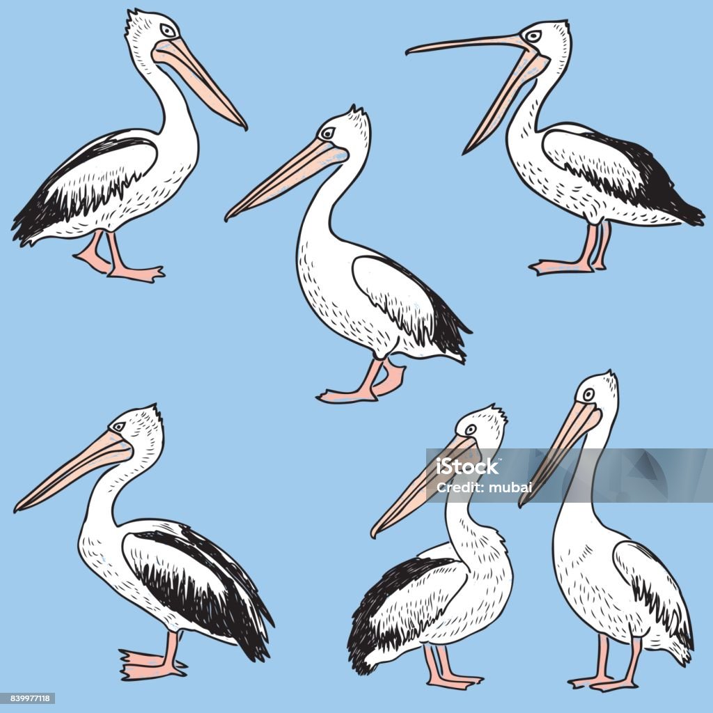 hand drawn cartoon pelicans Vector image of the different funny pelicans. Pelican stock vector